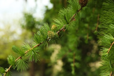 Green branches of beautiful pine tree with cones outdoors, closeup