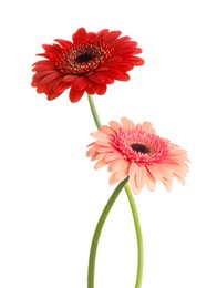 Image of Beautiful red and pink gerbera flowers isolated on white