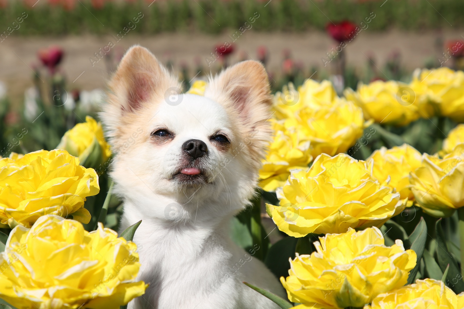 Photo of Cute Chihuahua dog among beautiful tulip flowers on sunny day