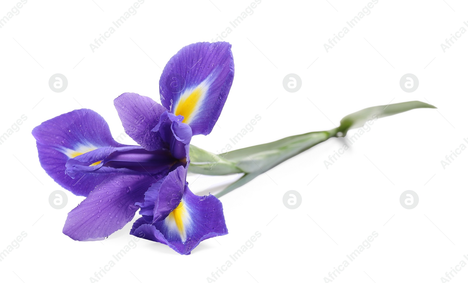 Photo of Beautiful violet iris flower with water drops isolated on white