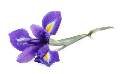 Beautiful violet iris flower with water drops isolated on white