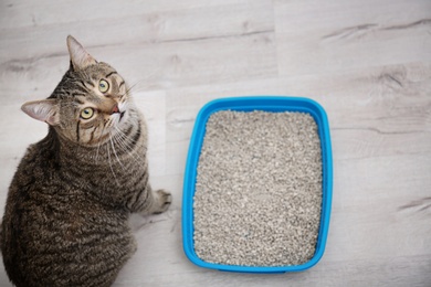 Photo of Adorable cat near litter tray indoors. Pet care