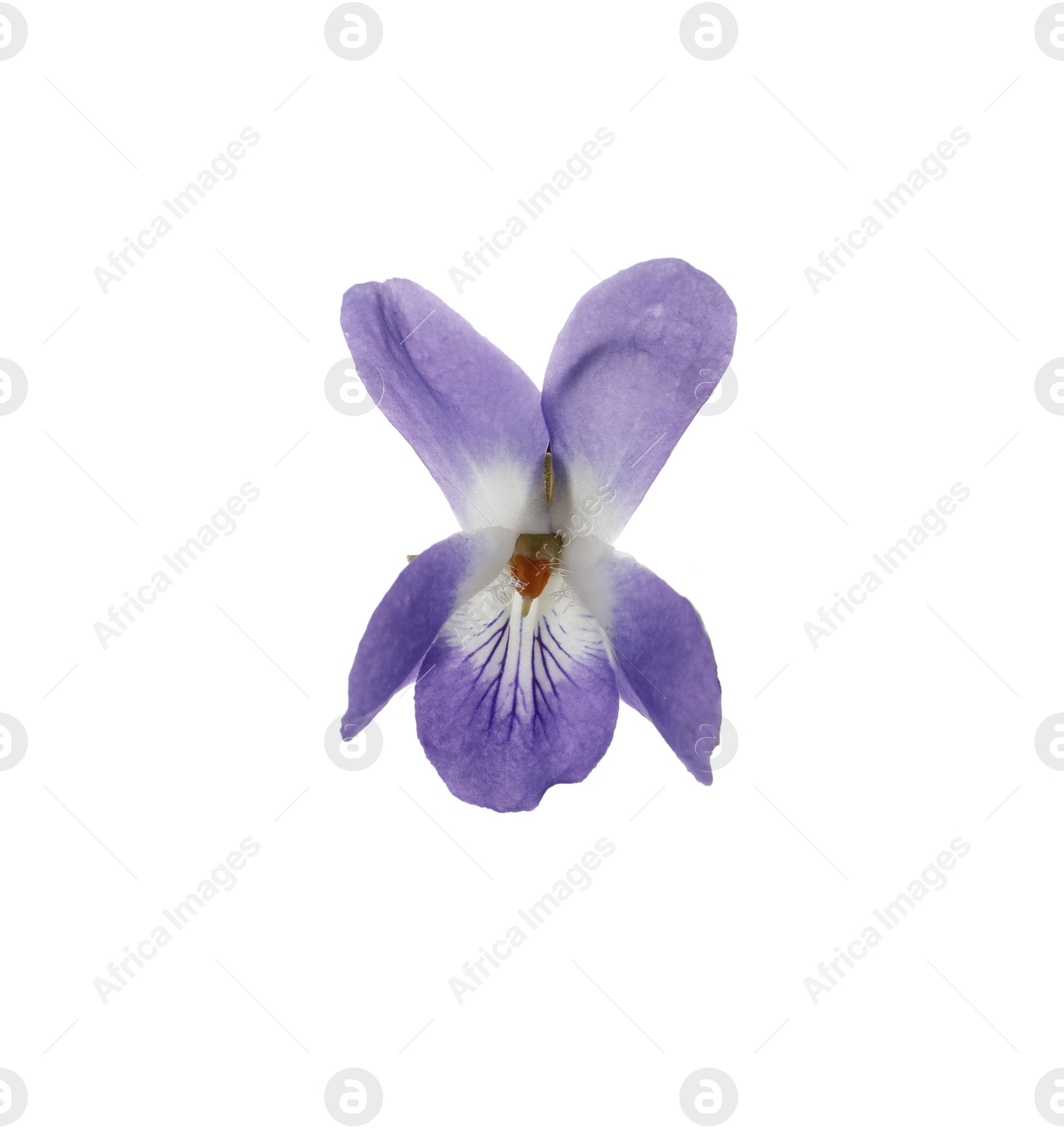 Photo of Beautiful wood violet on white background. Spring flower