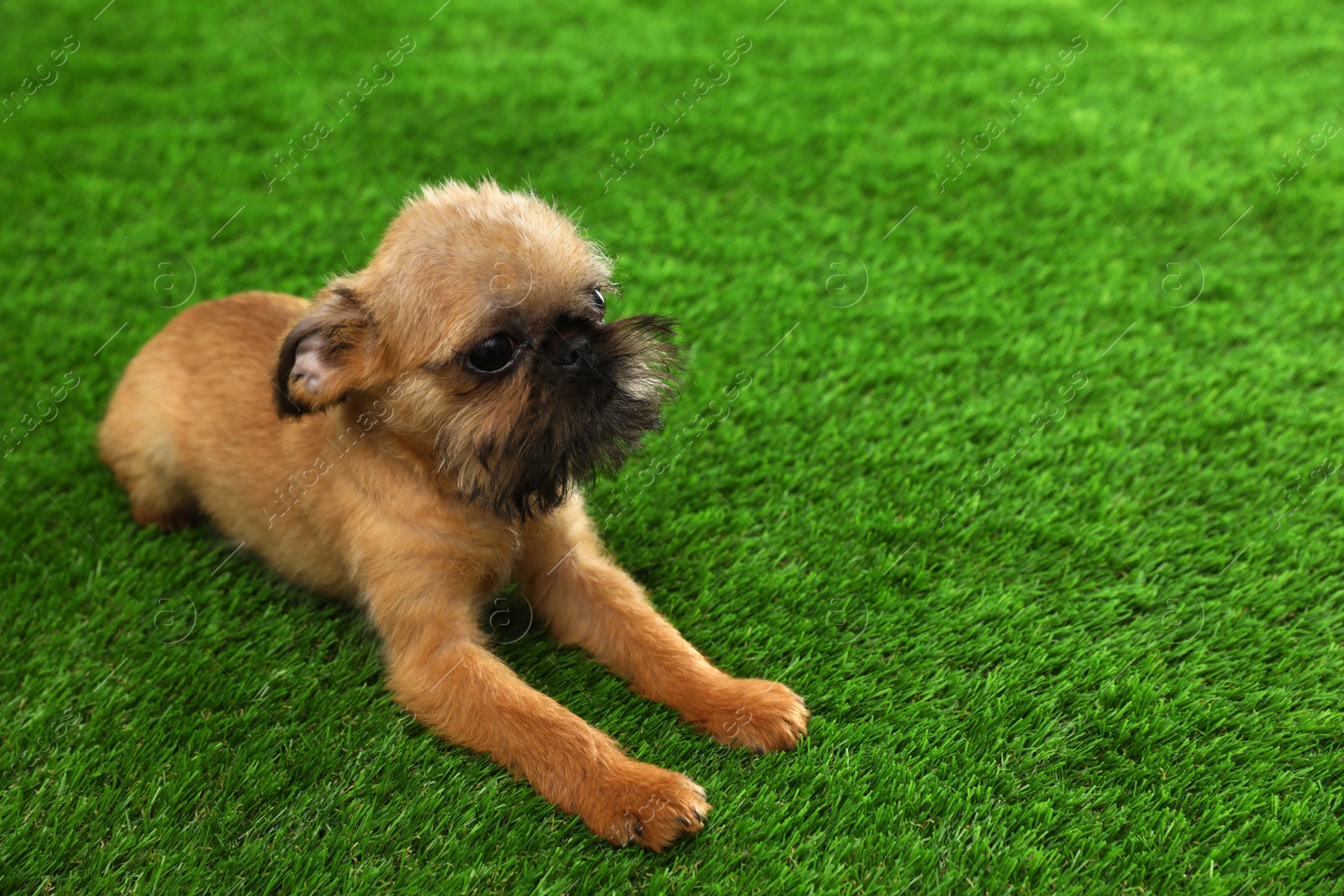 Photo of Studio portrait of funny Brussels Griffon dog on green grass. Space for text
