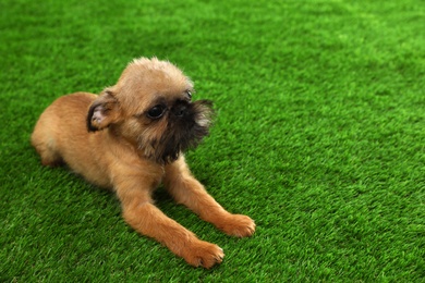 Photo of Studio portrait of funny Brussels Griffon dog on green grass. Space for text