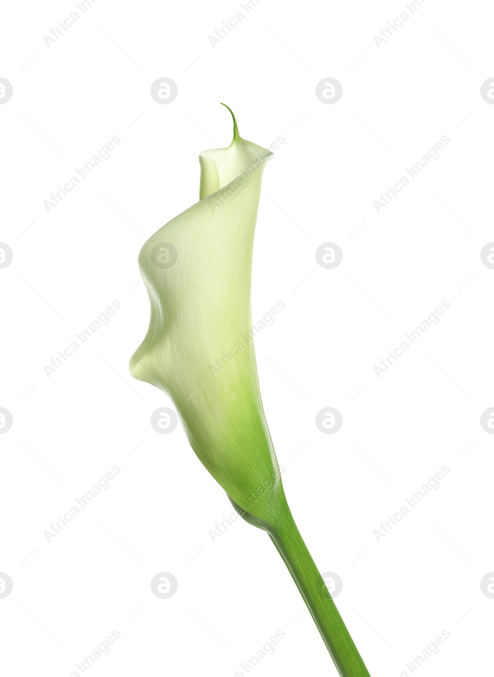 Photo of Beautiful calla lily flower on white background