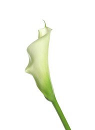 Photo of Beautiful calla lily flower on white background