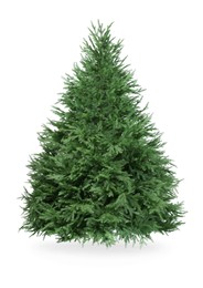 Photo of One green Christmas tree isolated on white