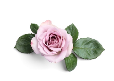 Beautiful blooming rose flower on white background, top view