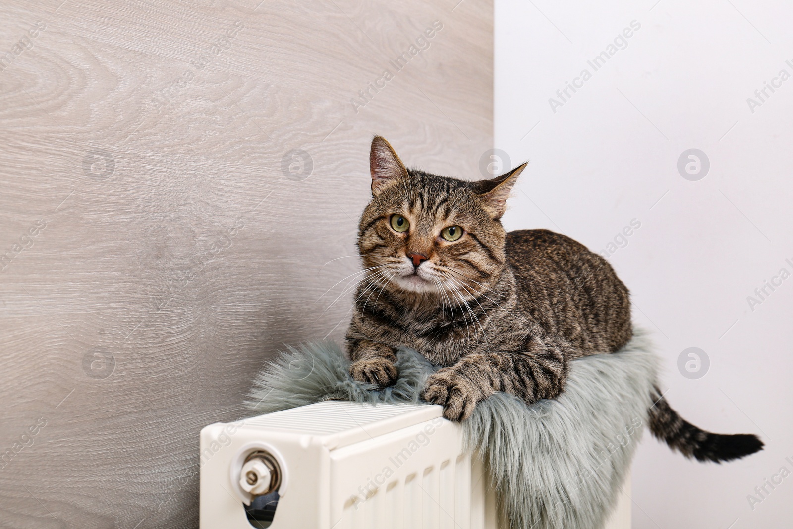 Photo of Cute tabby cat on heating radiator with faux fur rug near light wooden wall