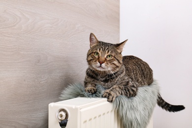 Photo of Cute tabby cat on heating radiator with faux fur rug near light wooden wall