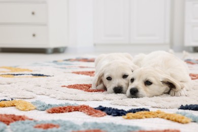 Photo of Cute little puppies lying on carpet indoors. Space for text