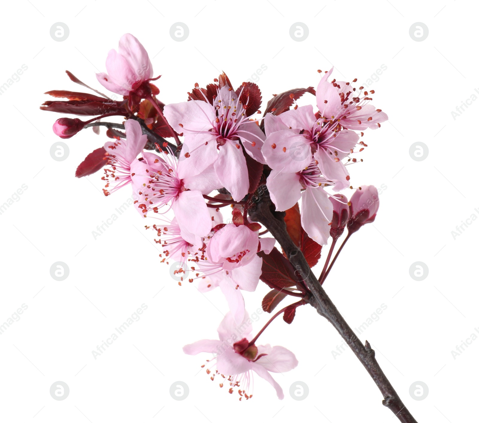 Photo of Spring tree branch with beautiful blossoms isolated on white