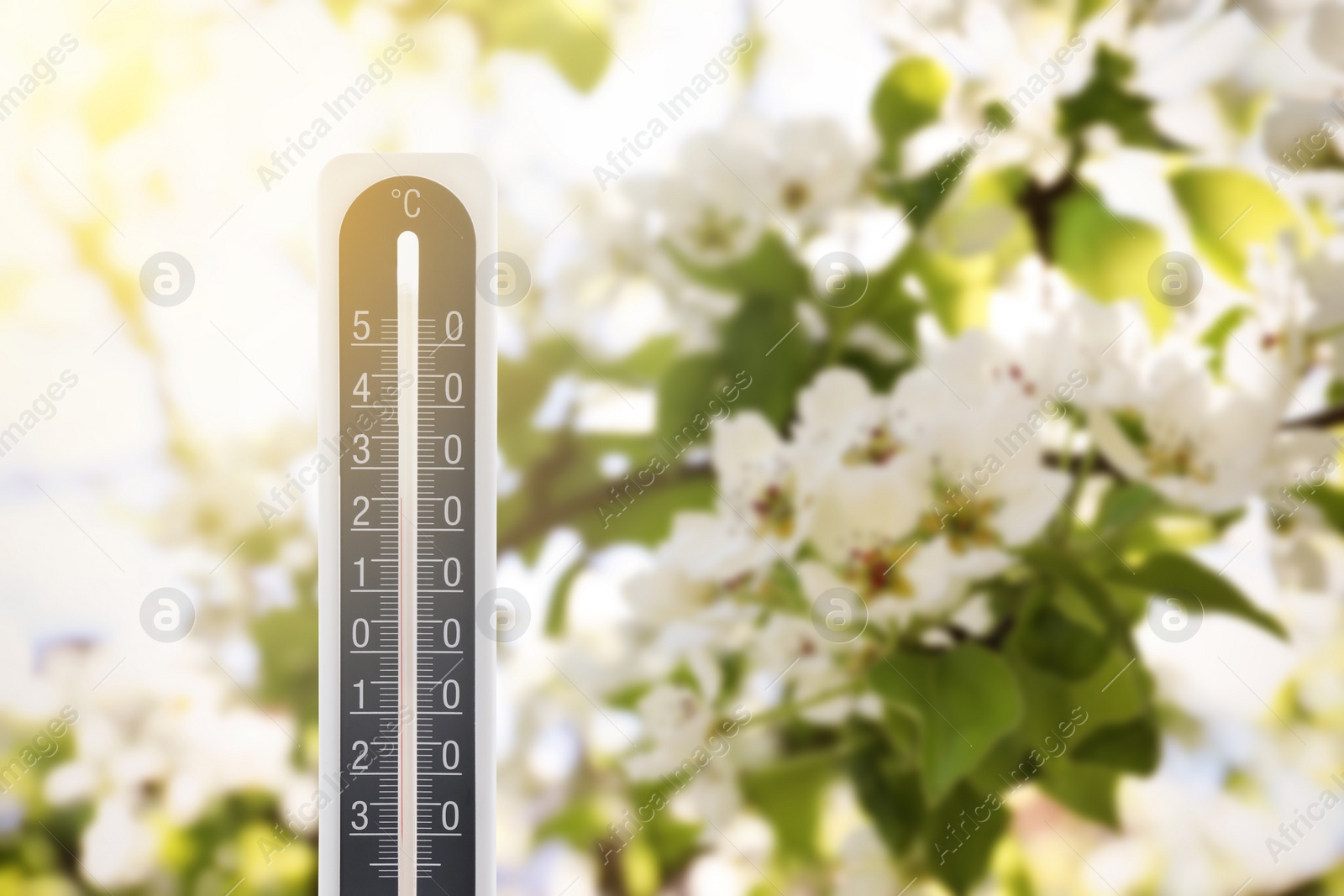 Image of Thermometer and blossoming pear tree outdoors. Temperature in spring