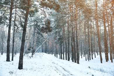 Photo of Beautiful forest covered with snow in winter