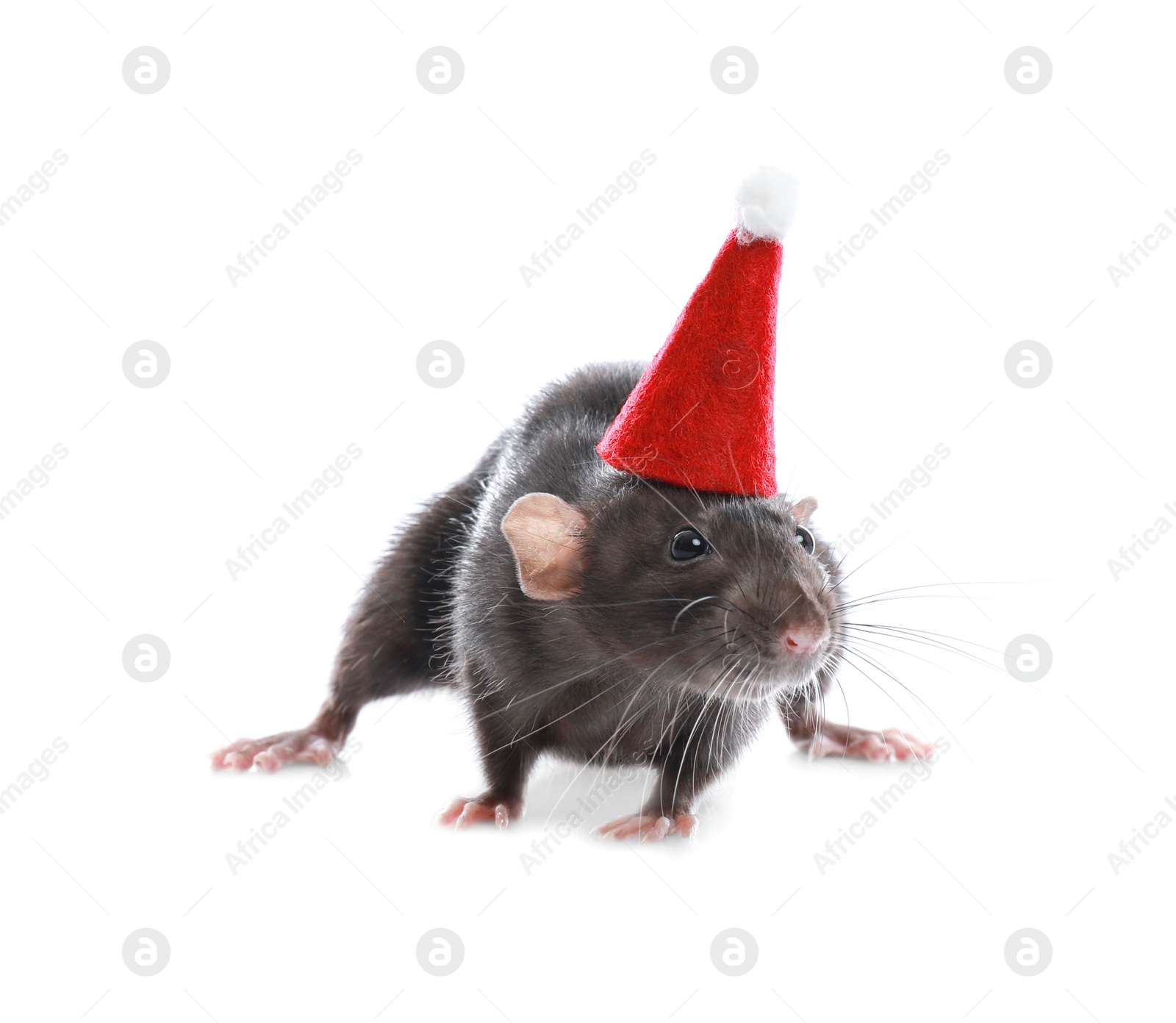 Photo of Cute little rat in Santa hat on white background. Chinese New Year symbol