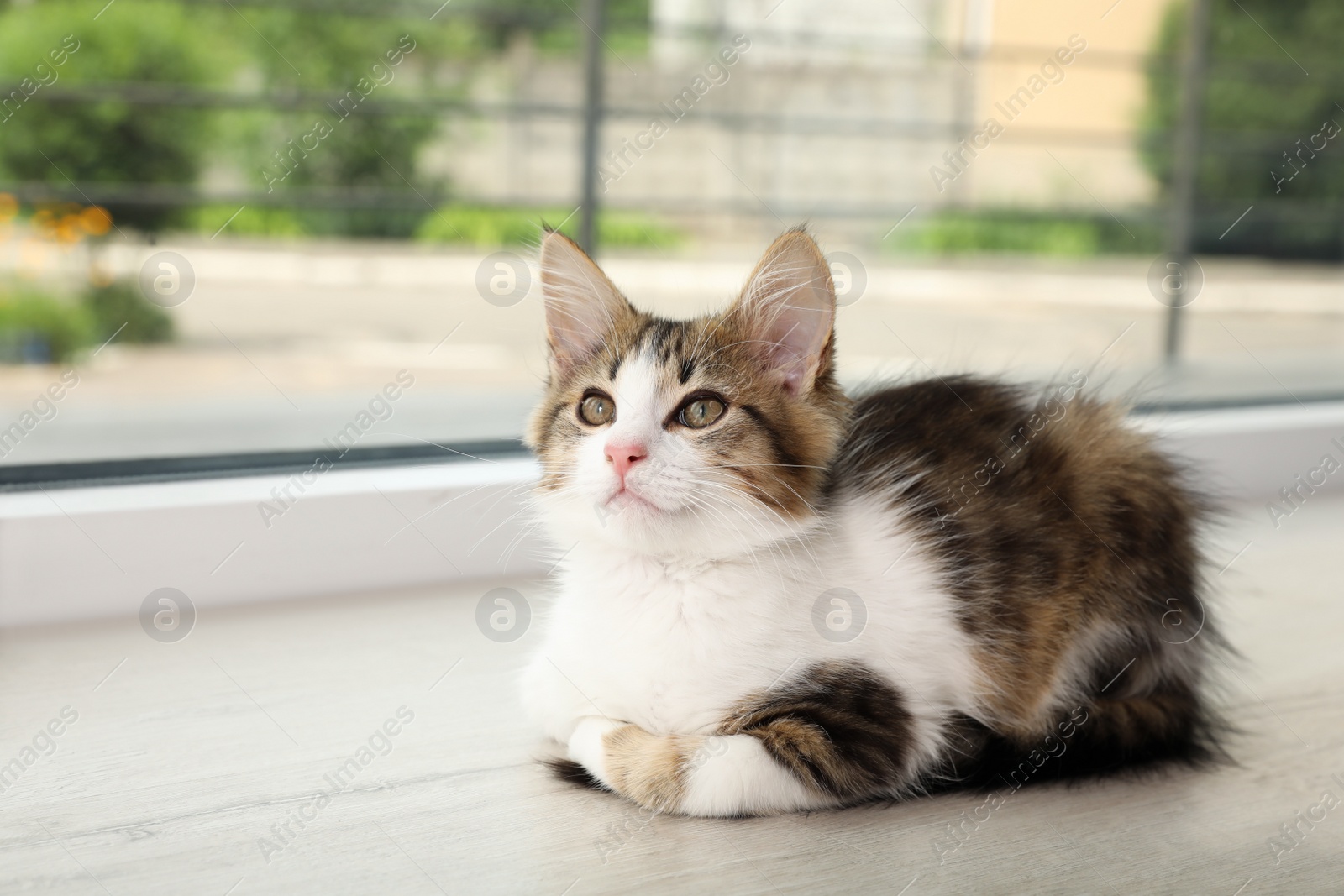 Photo of Cute kitten on window sill at home. Baby animal