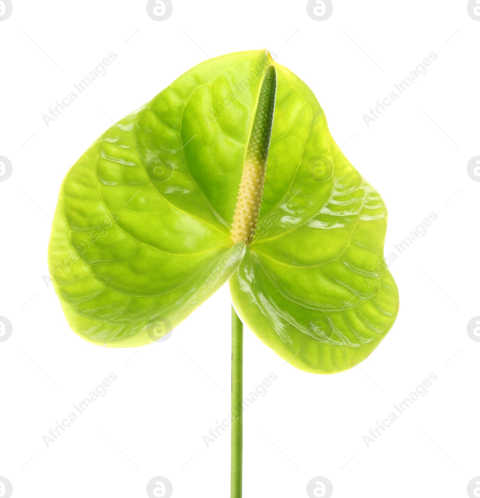 Photo of Beautiful green anthurium flower on white background. Tropical plant