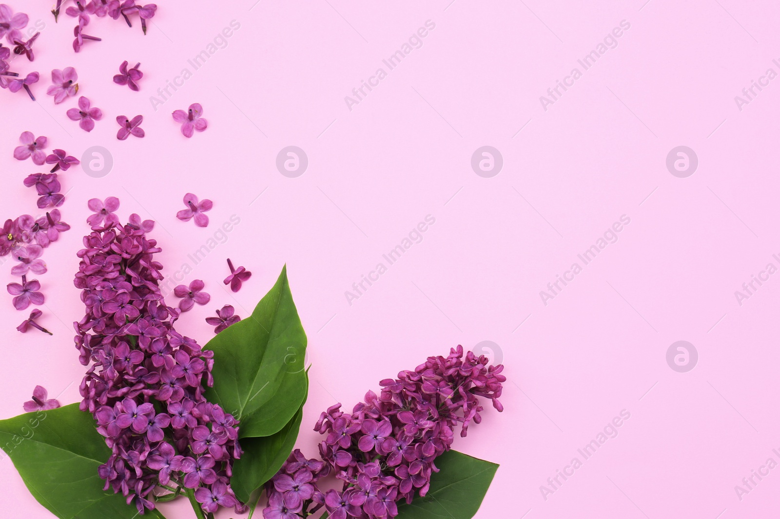 Photo of Flat lay composition with beautiful lilac flowers and green leaves on pale pink background. Space for text