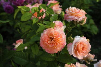 Photo of Beautiful blooming coral roses on bush outdoors