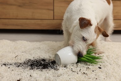 Cute dog near overturned houseplant on rug indoors. Space for text