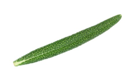 Photo of Leaf of fresh rosemary isolated on white