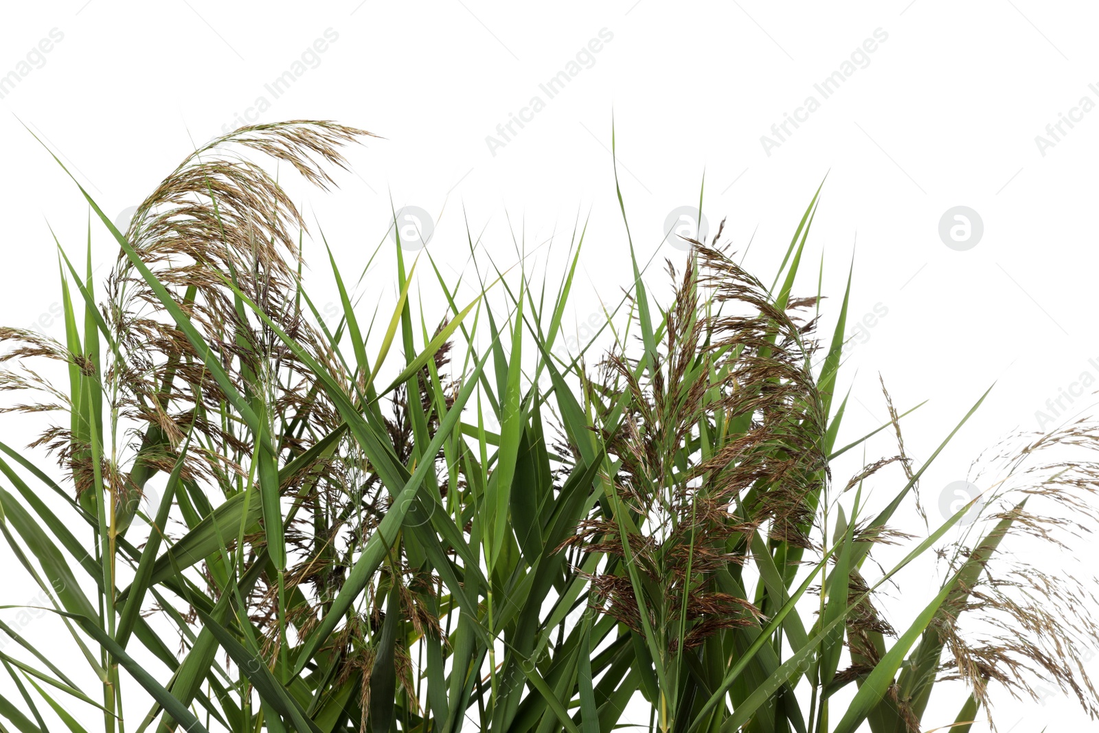 Photo of Beautiful reeds with lush green leaves and seed heads on white background, closeup