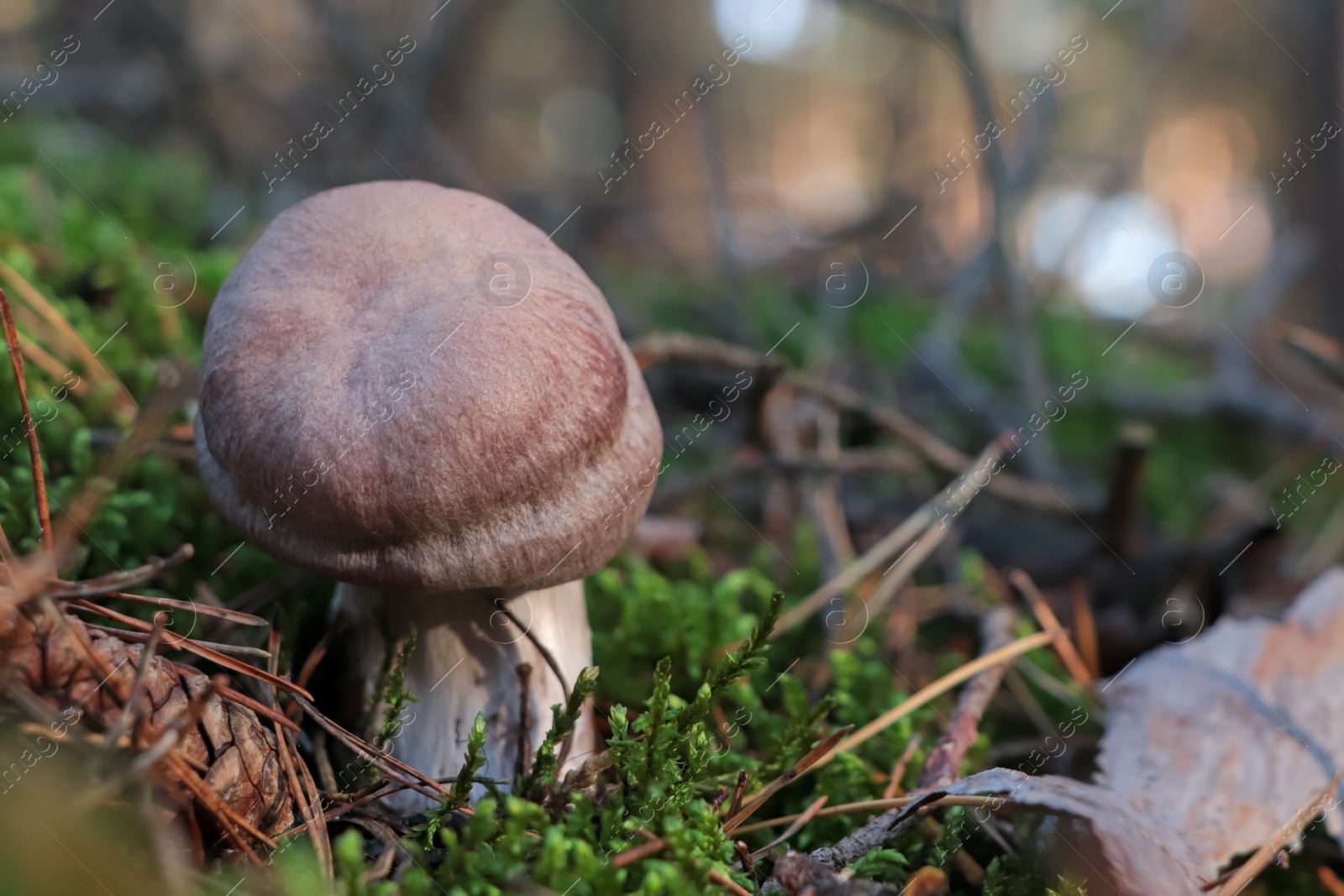 Photo of Cortinarius mushroom growing in forest, closeup. Space for text