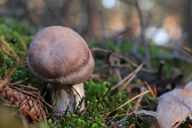 Photo of Cortinarius mushroom growing in forest, closeup. Space for text