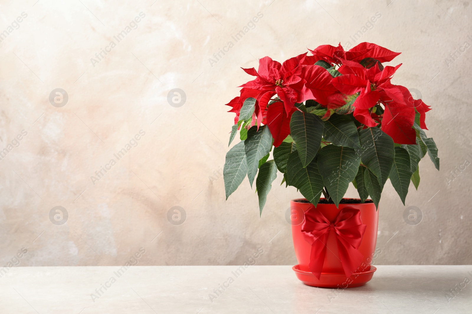 Photo of Pot with poinsettia (traditional Christmas flower) on table against color background. Space for text