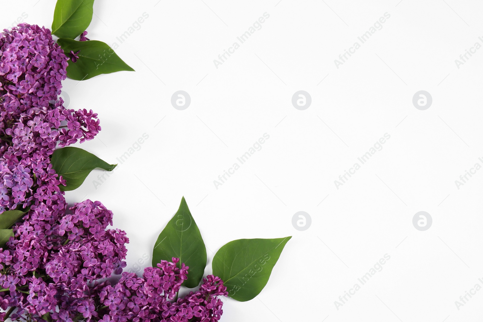 Photo of Beautiful lilac flowers and green leaves on white background, flat lay. Space for text