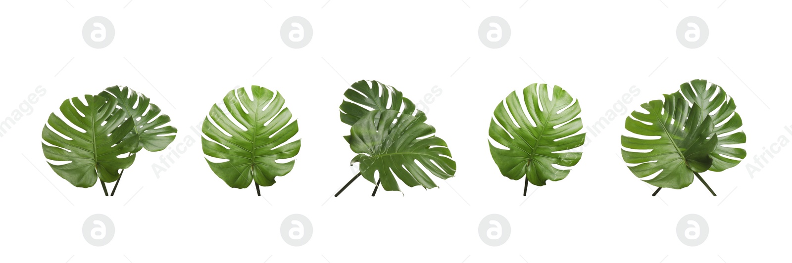 Image of Set of tropical leaves on white background. Banner design