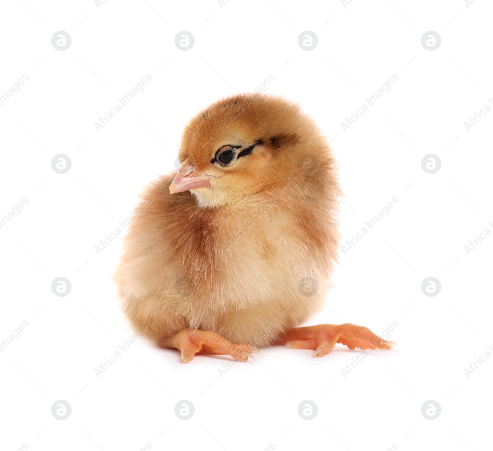 Photo of Cute fluffy baby chicken on white background