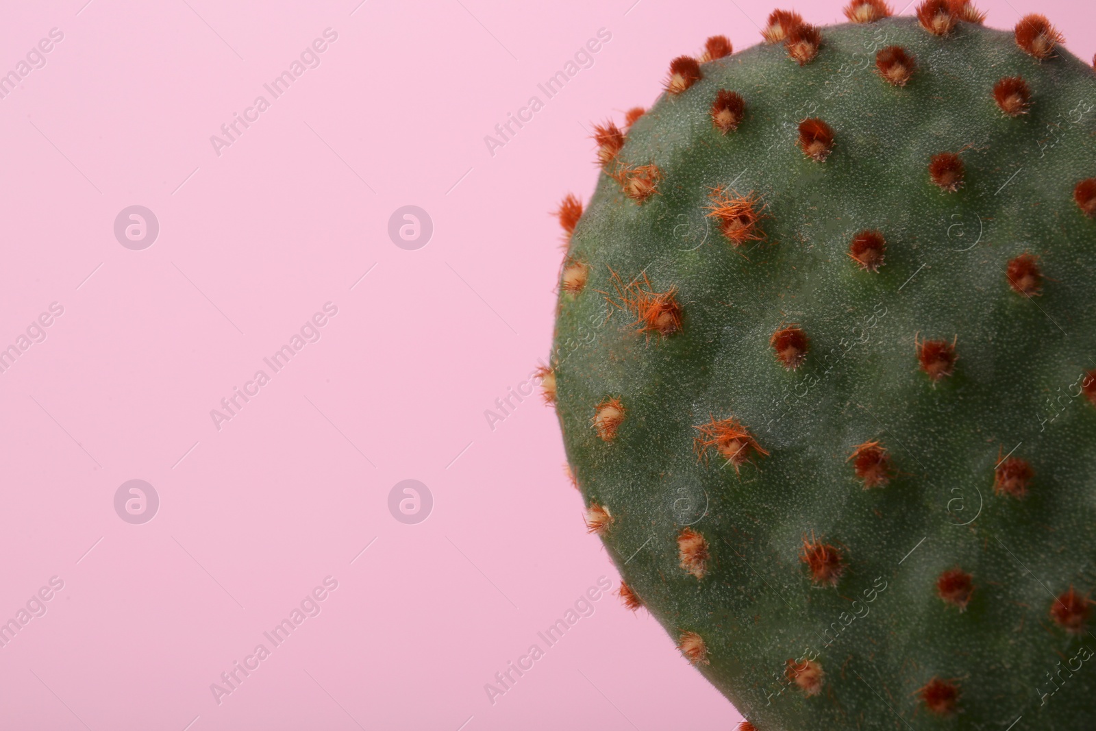 Photo of Beautiful green cactus on pink background, closeup with space for text. Tropical plant