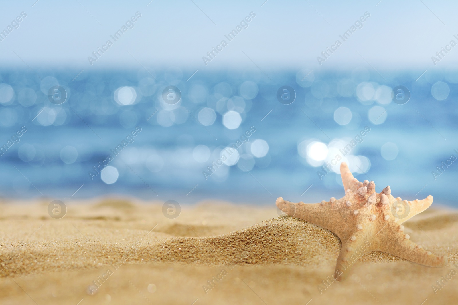 Image of Starfish on sandy beach near sea, space for text