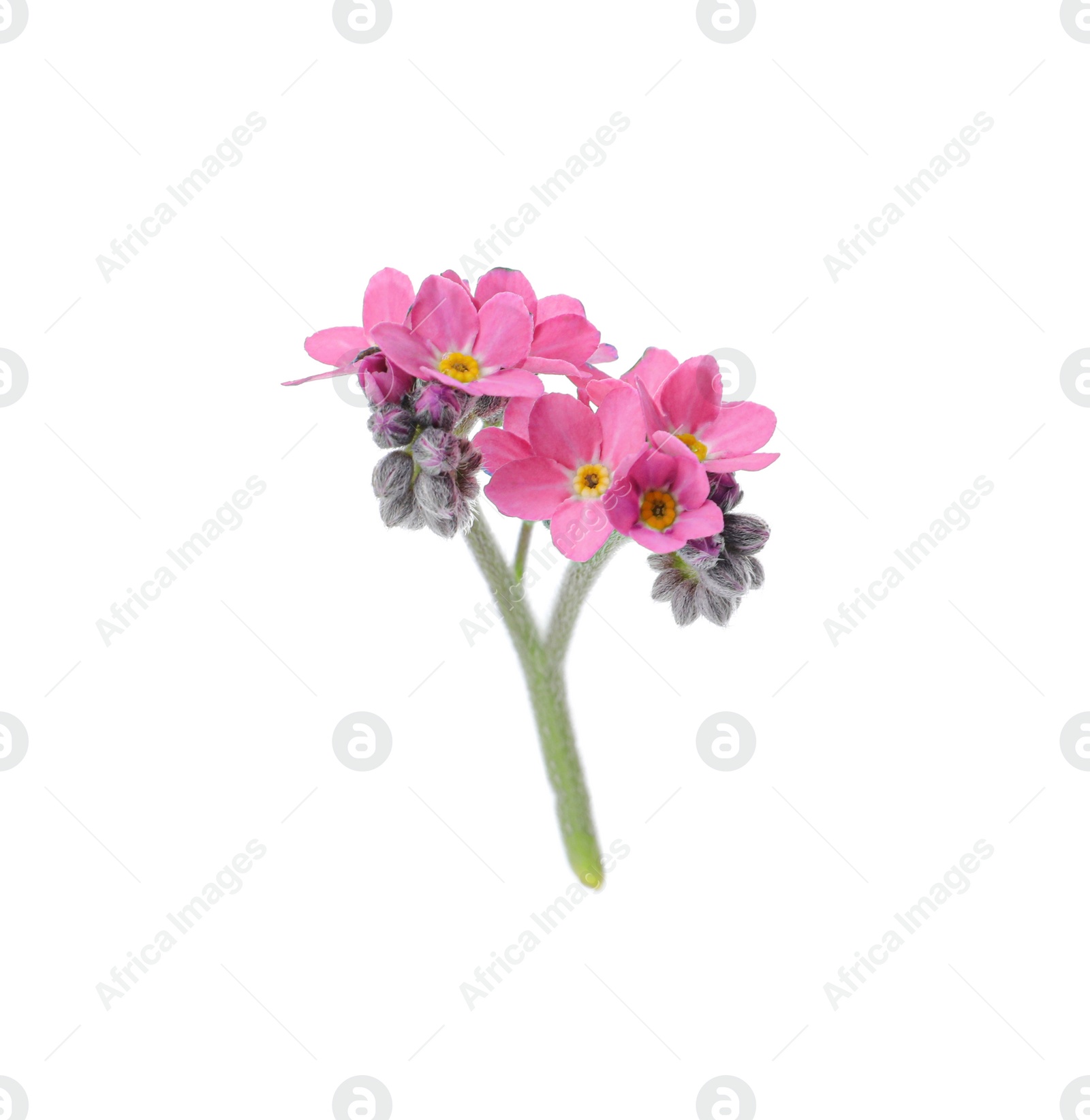 Photo of Beautiful pink Forget-me-not flowers isolated on white