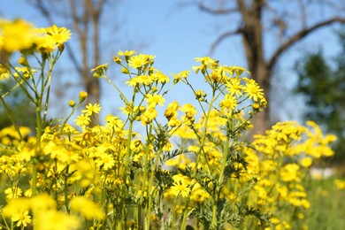 Photo of Beautiful yellow wildflowers growing in meadow on sunny day