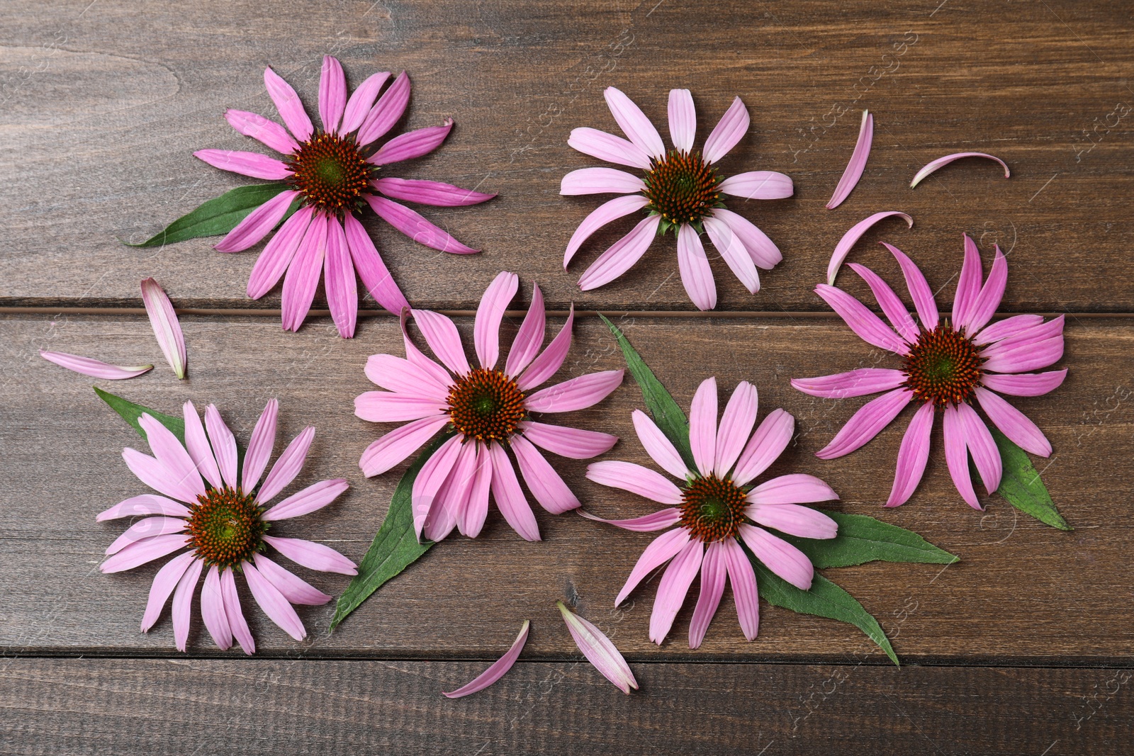 Photo of Beautiful blooming echinacea flowers, petals and leaves on wooden table, flat lay