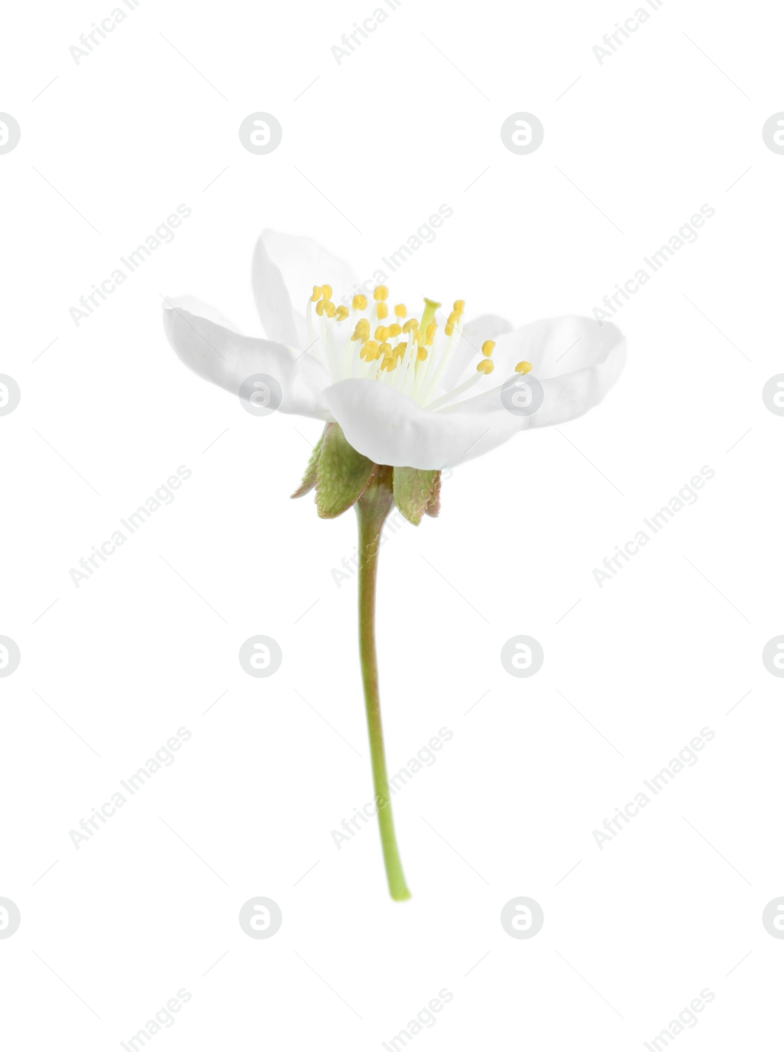 Photo of Beautiful tree blossom isolated on white. Spring season