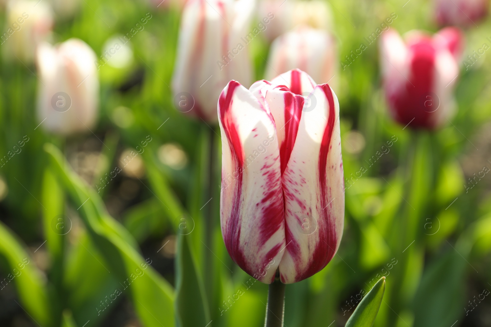 Photo of Beautiful blooming tulip outdoors on sunny day