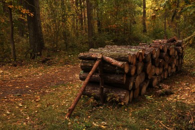 Photo of Pile of different cut firewood in forest