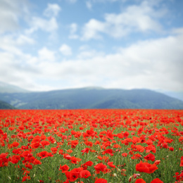 Many blooming poppy flowers on mountain meadow