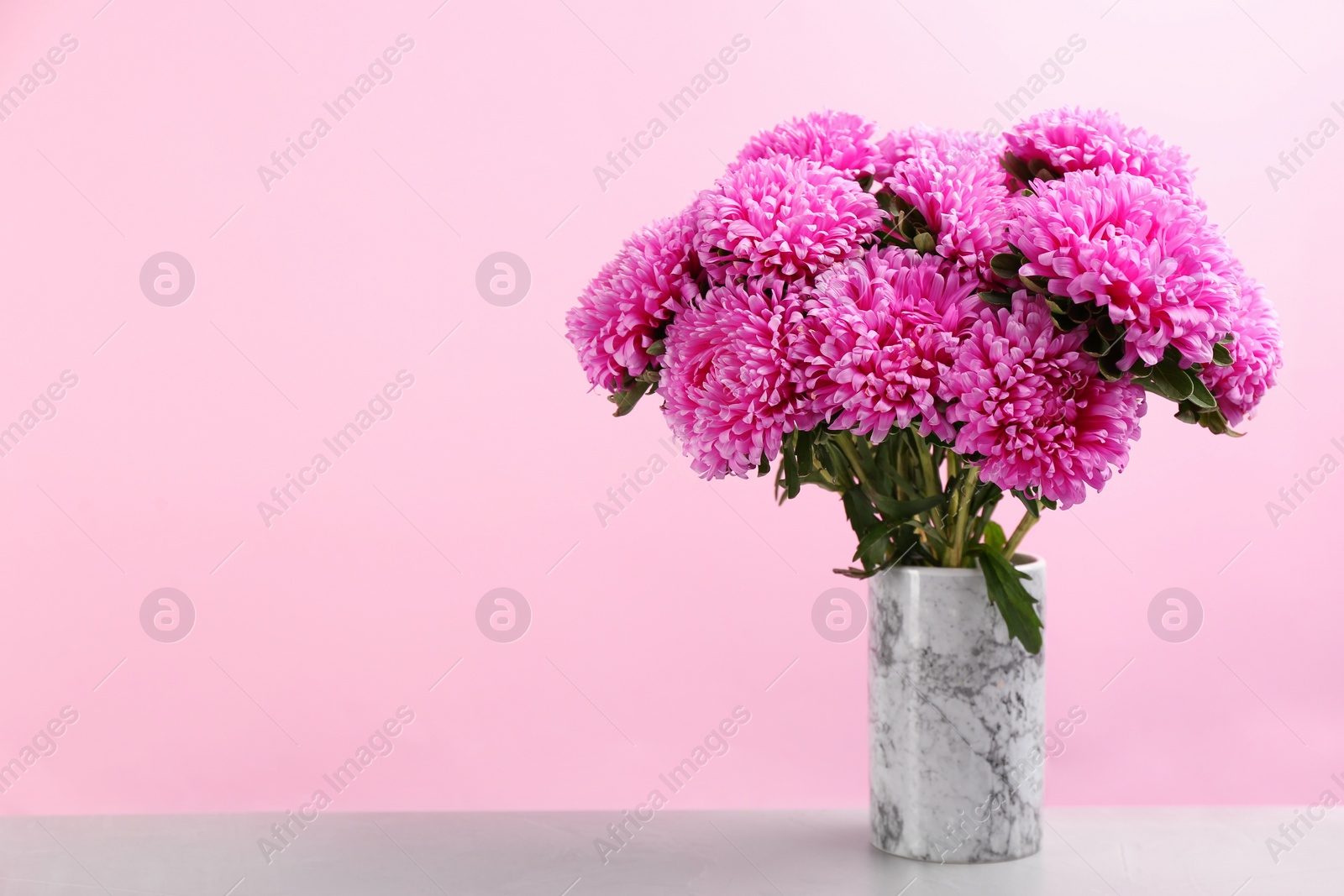 Photo of Beautiful asters in vase on table against pink background, space for text. Autumn flowers