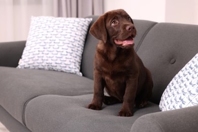 Photo of Cute chocolate Labrador Retriever puppy on sofa at home. Lovely pet