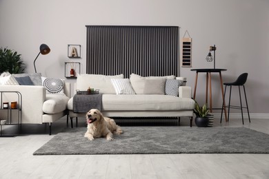 Photo of Adorable Golden Retriever dog in living room