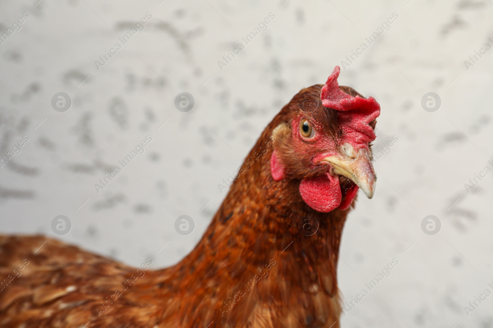 Photo of Beautiful red chicken on light background. Domestic animal