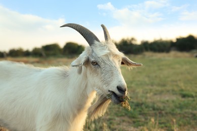 Photo of White goat grazing on pasture. Animal husbandry