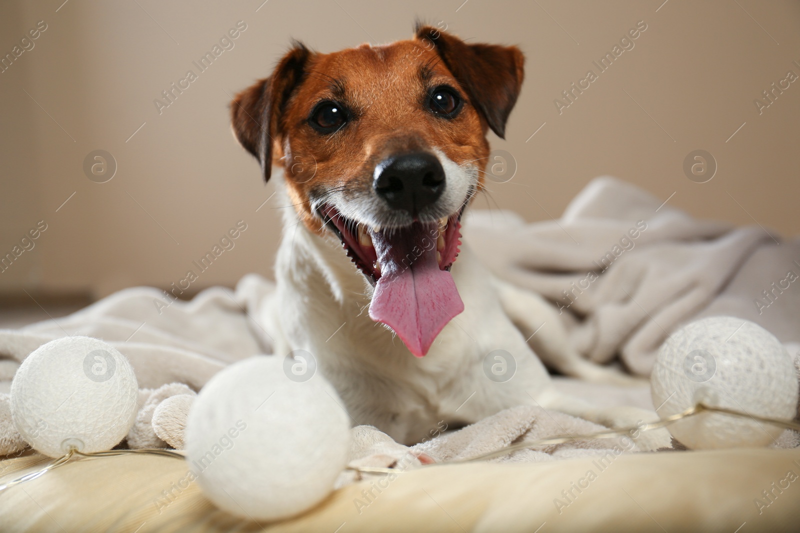 Photo of Adorable Jack Russell Terrier dog on plaid indoors. Cozy winter