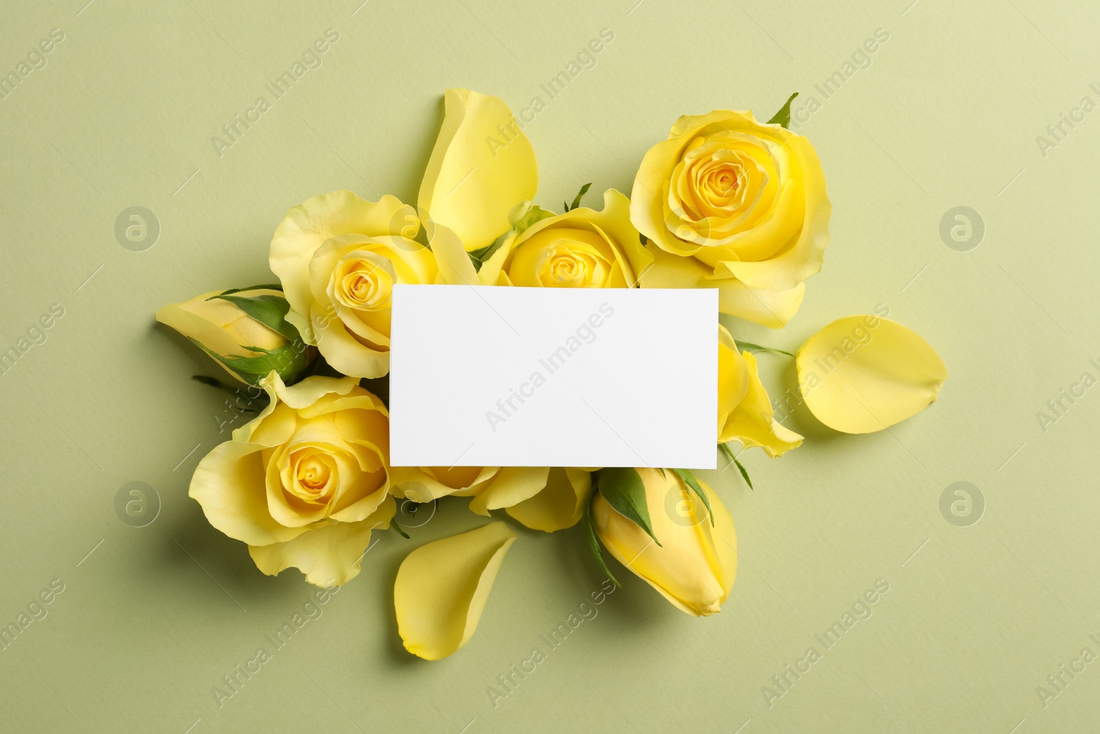 Photo of Beautiful yellow roses, petals and blank card on light olive background, flat lay. Space for text