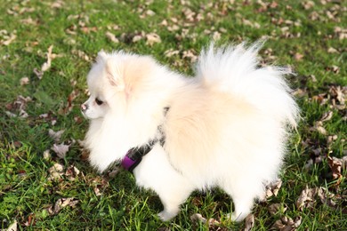 Cute fluffy Pomeranian dog on green grass outdoors. Lovely pet